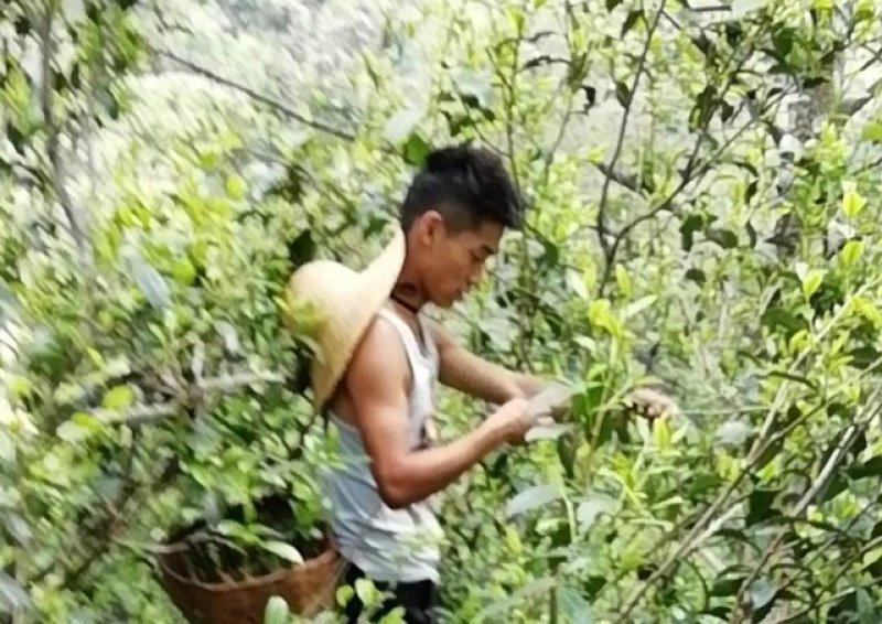 邦崴秘境古树茶
