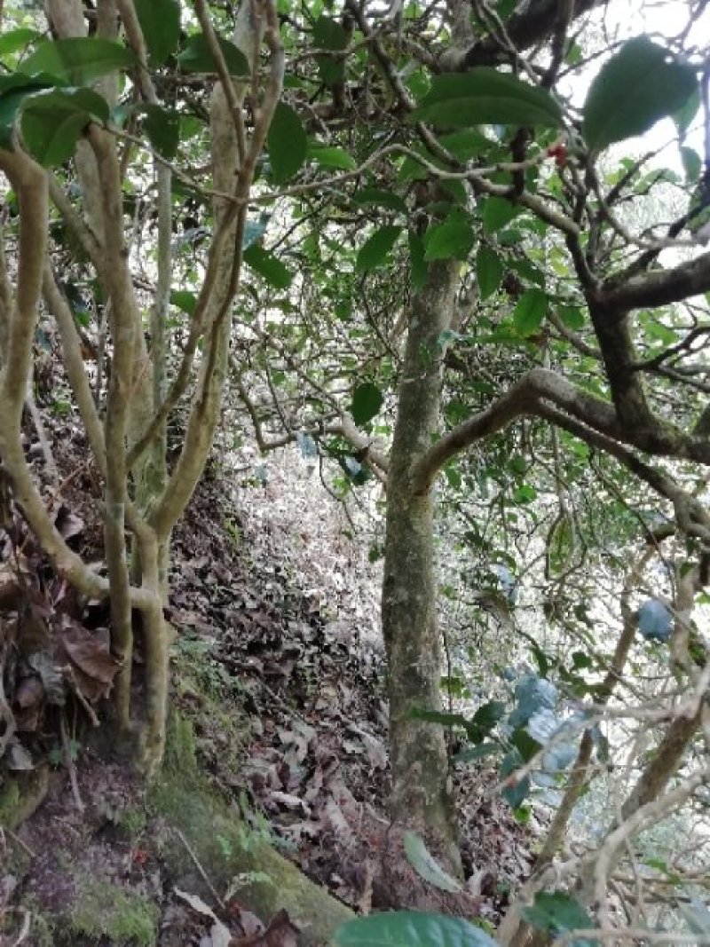 邦崴秘境古树茶