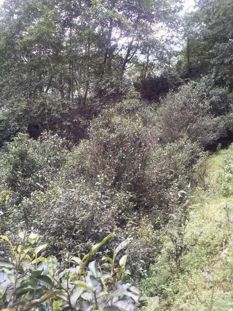 邦崴秘境古树茶