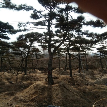 造型油松价格美丽