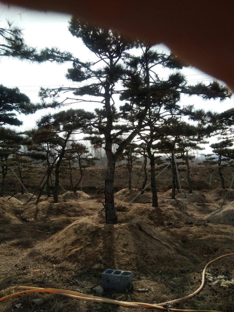 造型油松价格美丽