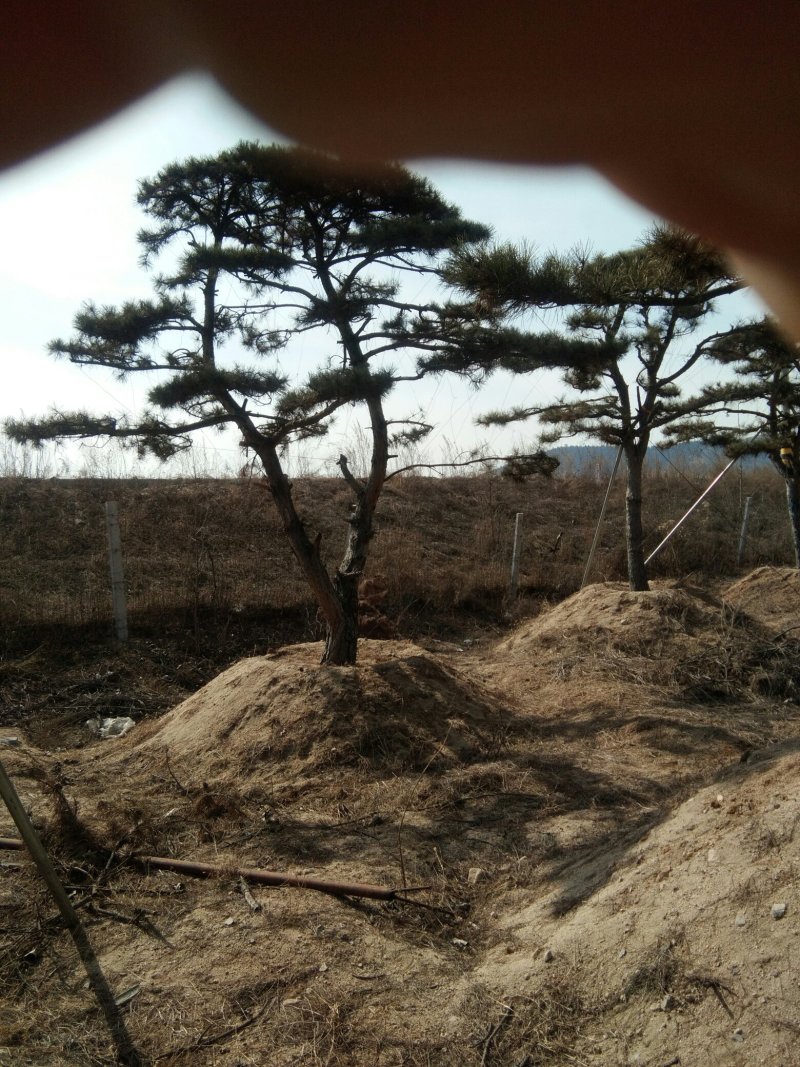 造型油松价格美丽