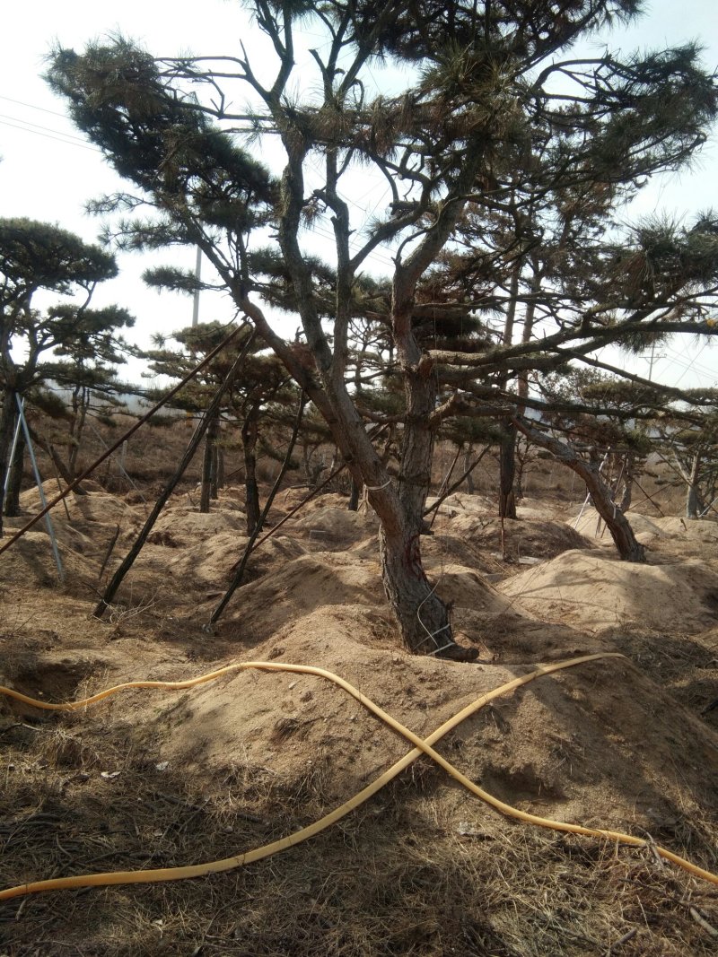 造型油松价格美丽