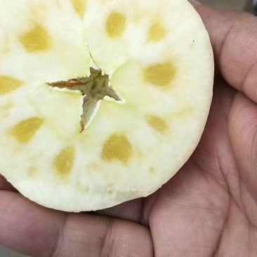正宗新疆阿克苏苹果，产地直供，冰糖心苹果80~90