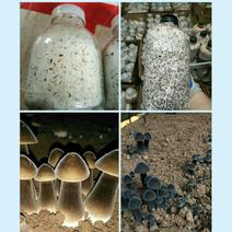 黑皮鸡枞菌母种，原种，出菇菌包均有现货，