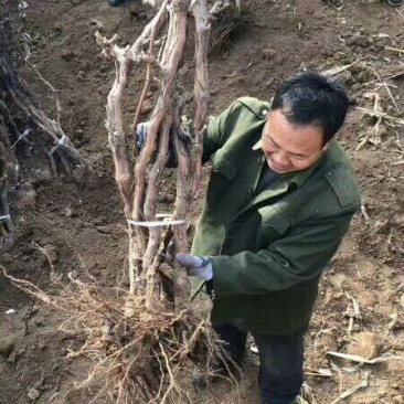3公分葡萄树，占地葡萄树，赔钱处理！需要的联系！
