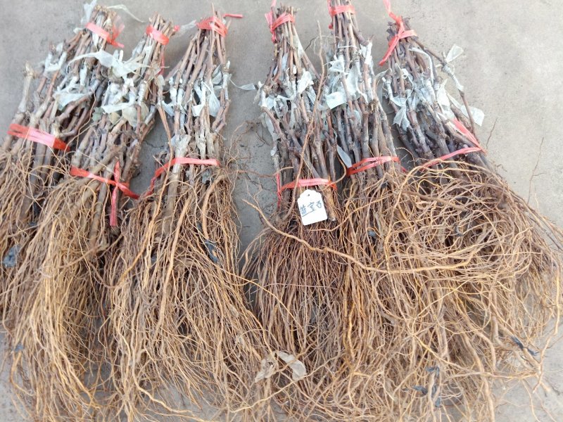3公分葡萄树，占地葡萄树，赔钱处理！需要的联系！