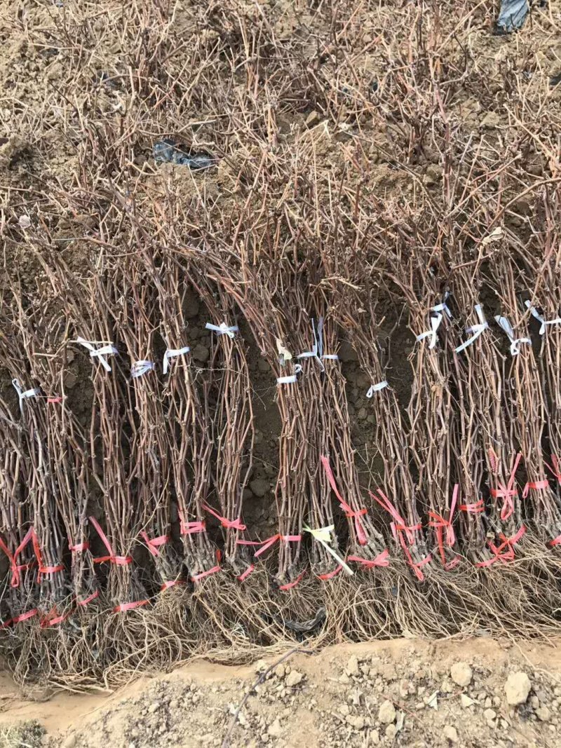 3公分葡萄树，占地葡萄树，赔钱处理！需要的联系！