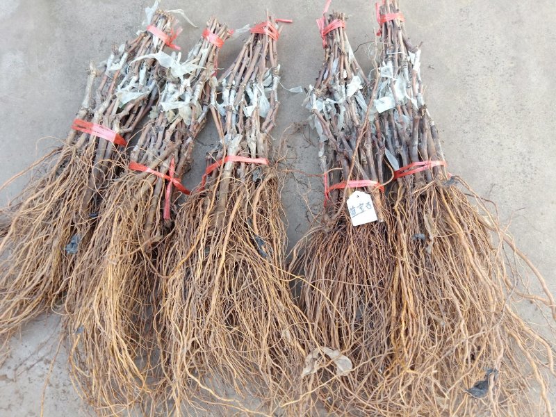 3公分葡萄树，占地葡萄树，赔钱处理！需要的联系！