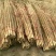 正宗铁棍山药，6.8元/斤！包邮1000斤起