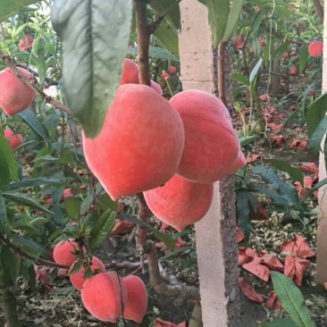 河北省，乐亭县，水蜜桃，油桃，马上大量上市