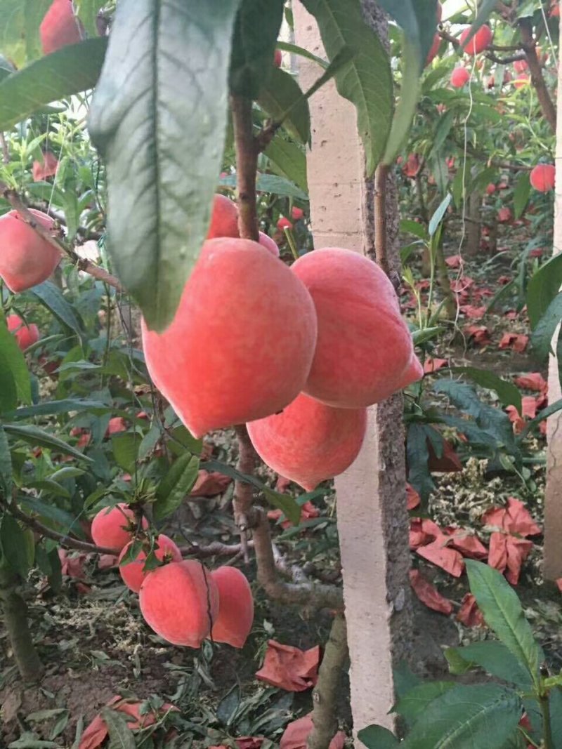 河北省，乐亭县，水蜜桃，油桃，马上大量上市
