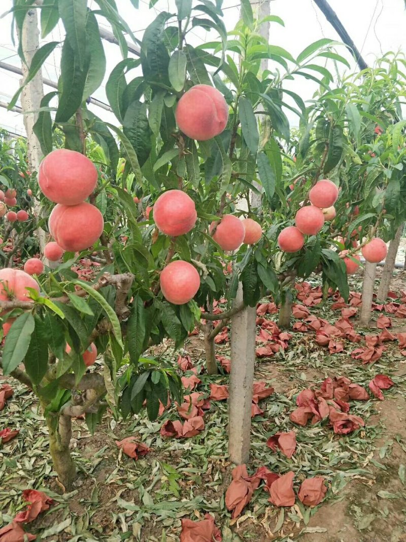 河北省，乐亭县，水蜜桃，油桃，马上大量上市
