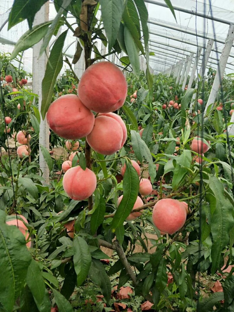 河北省，乐亭县，水蜜桃，油桃，马上大量上市