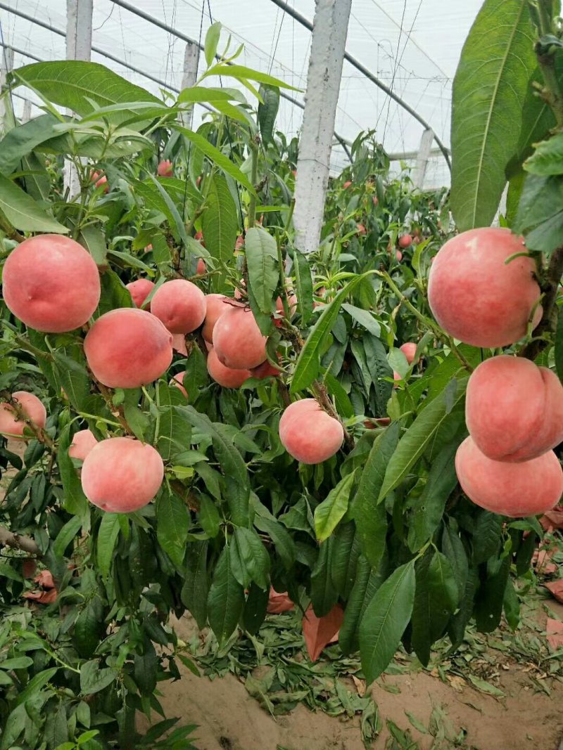 河北省，乐亭县，水蜜桃，油桃，马上大量上市