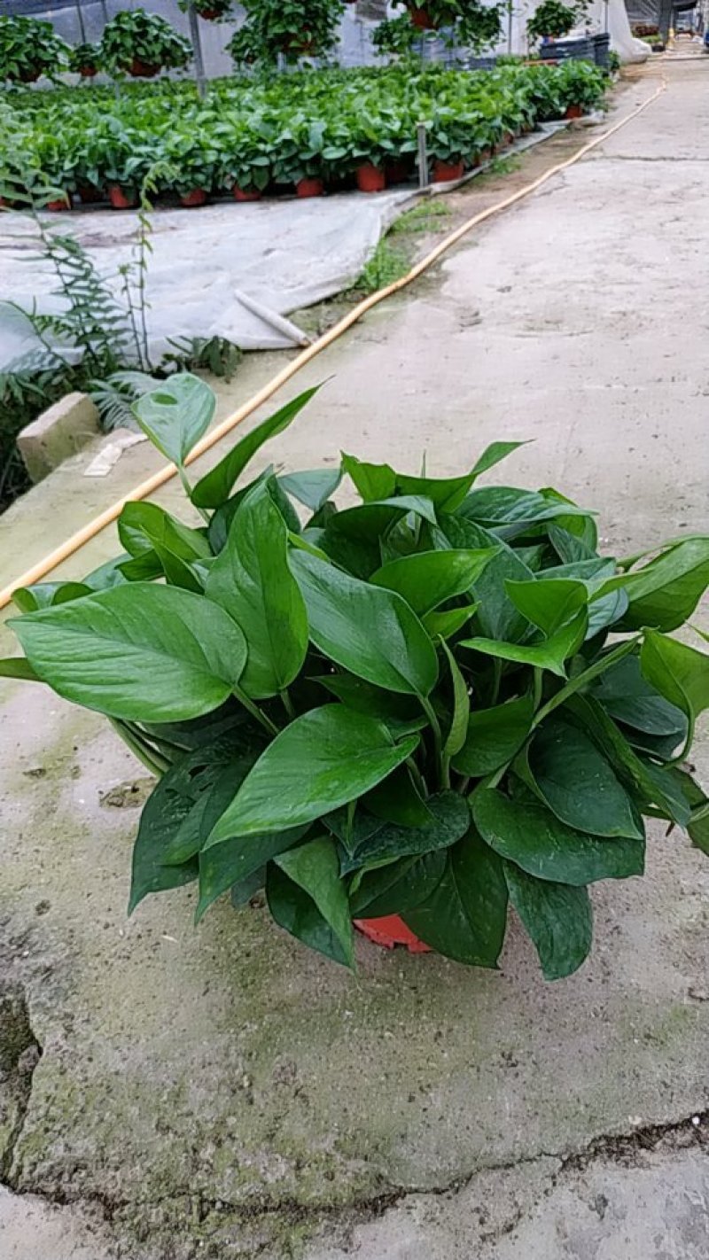 180#高脚红盆绿萝AAA货防辐射吸甲醛自产自销不含运费