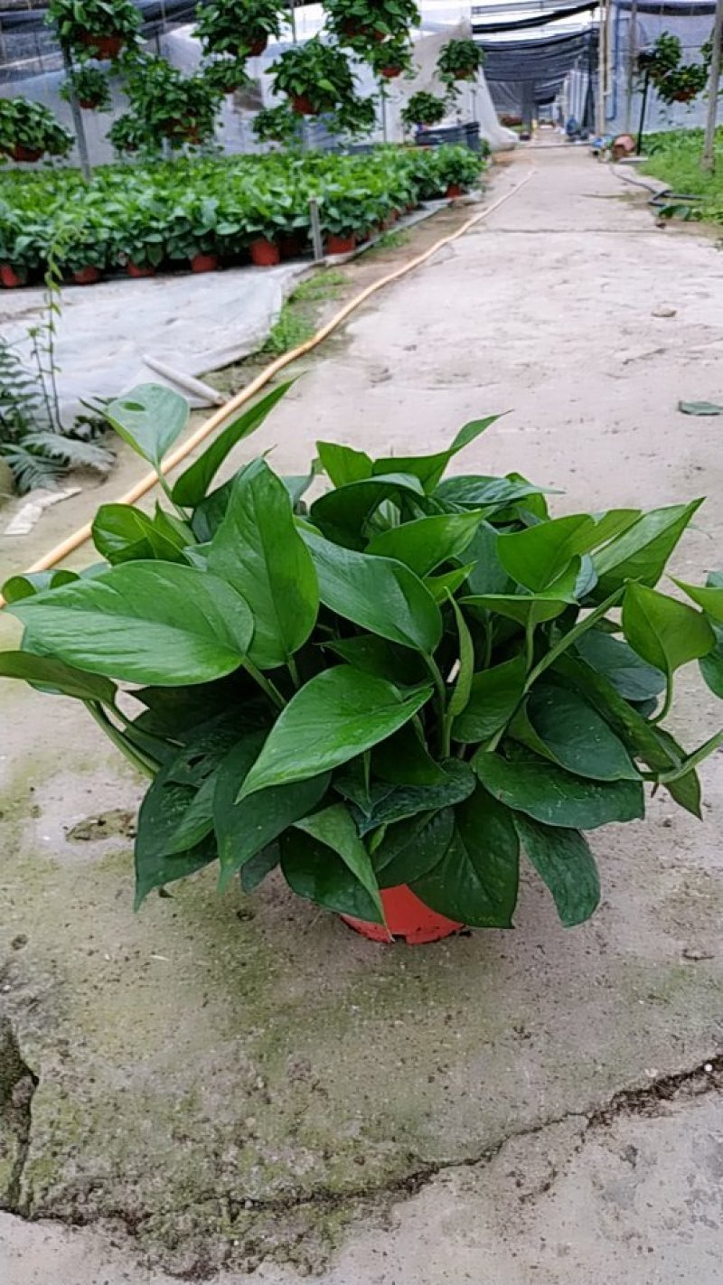 180#高脚红盆绿萝AAA货防辐射吸甲醛自产自销不含运费