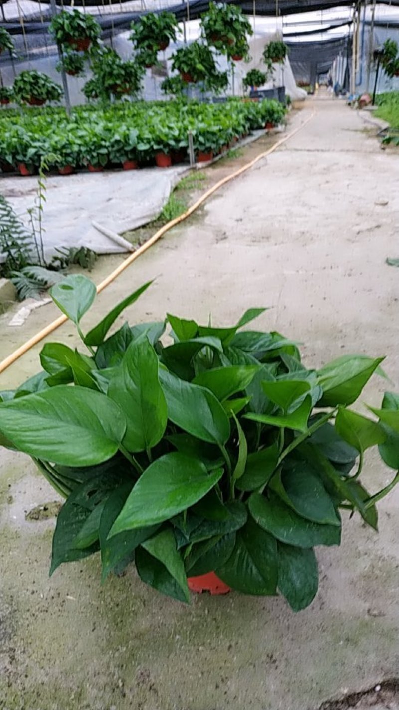 180#高脚红盆绿萝AAA货防辐射吸甲醛自产自销不含运费