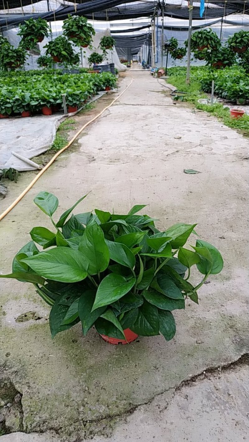 180#高脚红盆绿萝AAA货防辐射吸甲醛自产自销不含运费