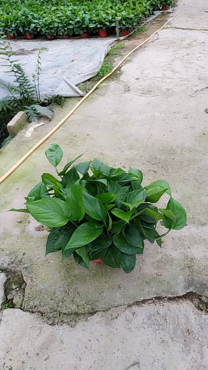 180#高脚红盆绿萝AAA货防辐射吸甲醛自产自销不含运费
