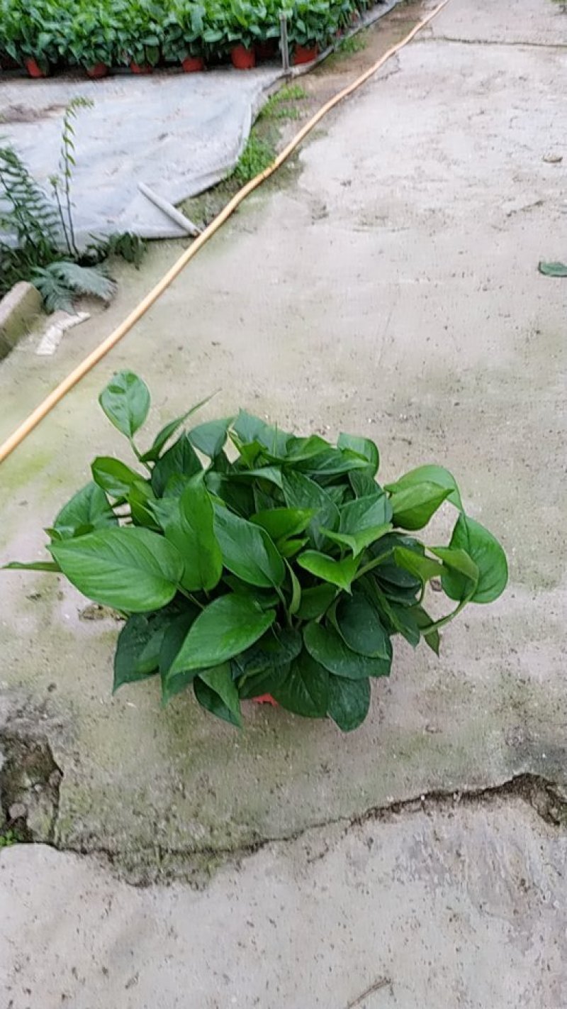 180#高脚红盆绿萝AAA货防辐射吸甲醛自产自销不含运费