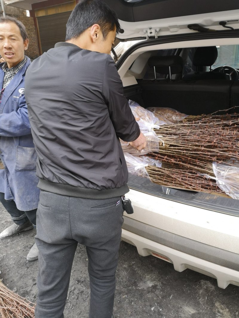陇南武都旱地2-3年伏椒大红袍花椒苗