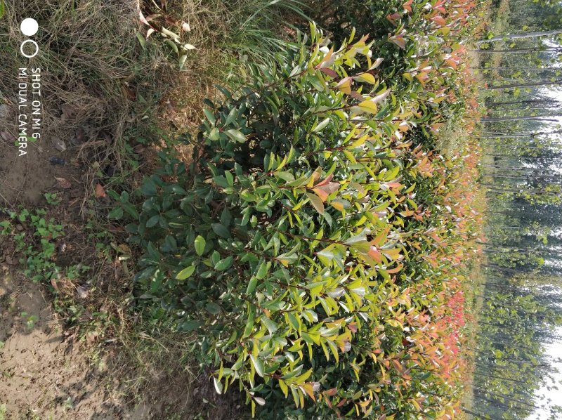 红叶石楠