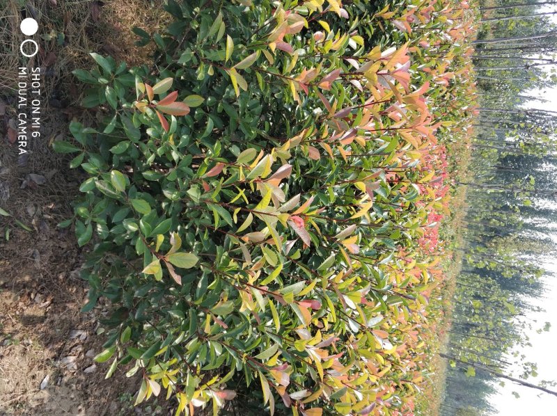 红叶石楠