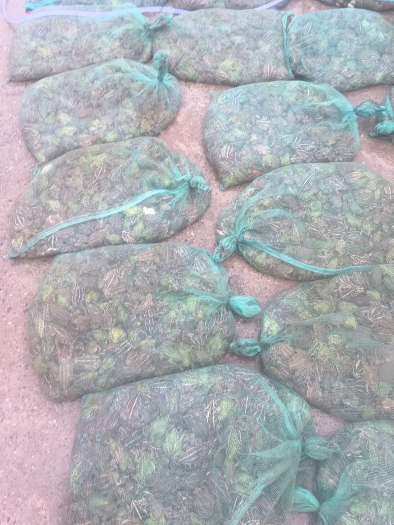 青蛙出售蝌蚪苗出售