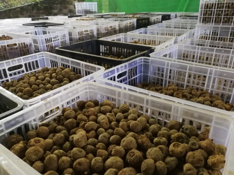 高品质一代二代魔芋种，全国供应中，欢迎实地考察