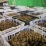 高品质一代二代魔芋种，全国供应中，欢迎实地考察