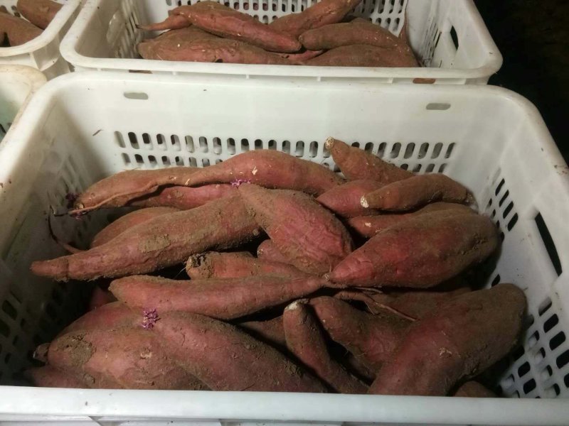 红薯