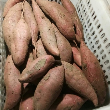 红薯