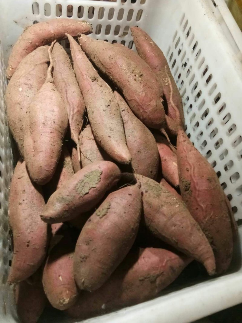 红薯