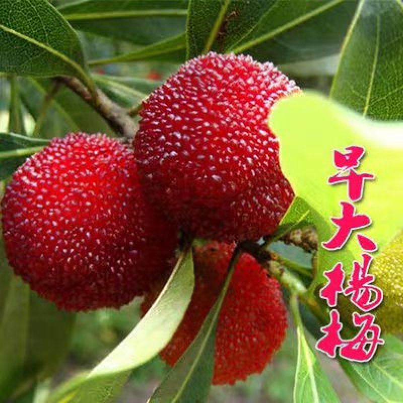 杨梅苗东魁杨梅苗大果，抗病性强提供技术支持正品保证