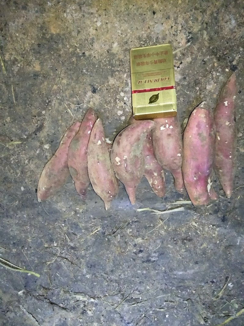 商薯19脱毒原种小红薯种