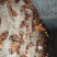 脱温阉鸡