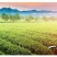 品舌2020年新茶祁门红茶金针500g散茶