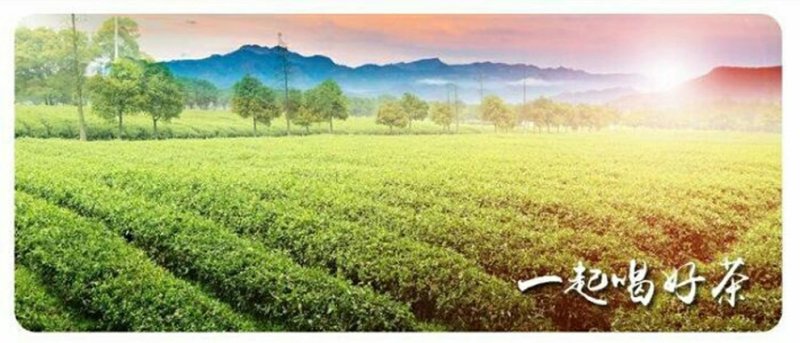 品舌2020年新茶祁门红茶金针500g散茶