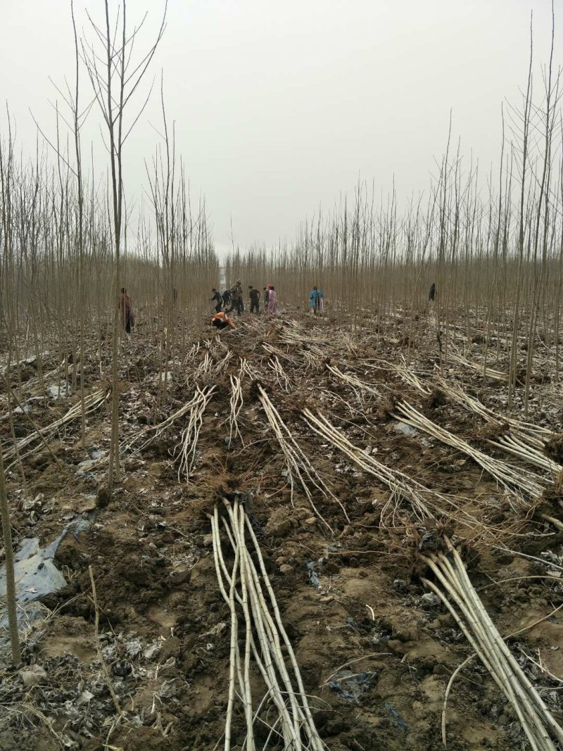 主营107杨树国愧白蜡垂柳