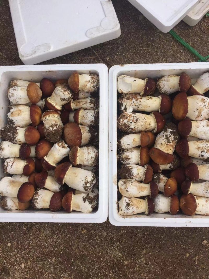 大球盖菇鲜品基地直供