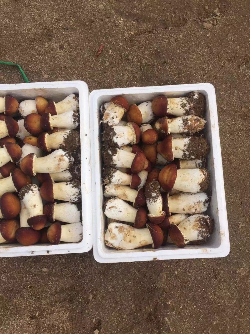 大球盖菇鲜品基地直供