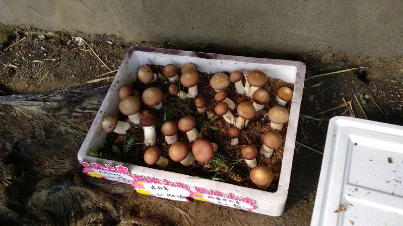 大球盖菇鲜品基地直供