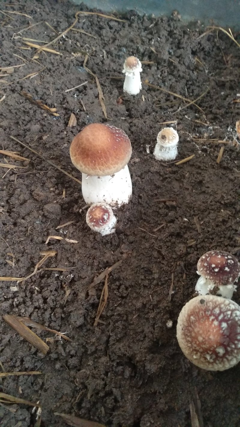 大球盖菇鲜品基地直供