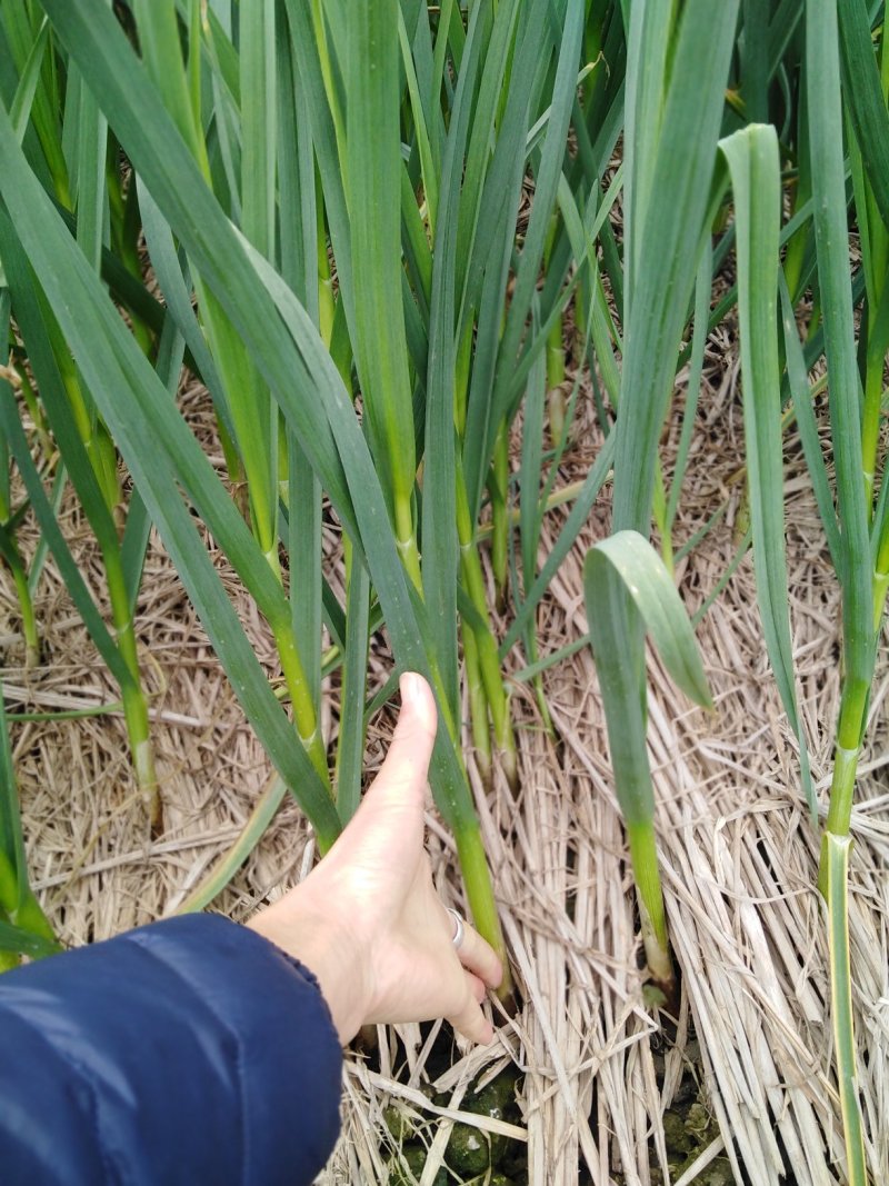 一级地标特产蒜青大量供应，有需求的联系！