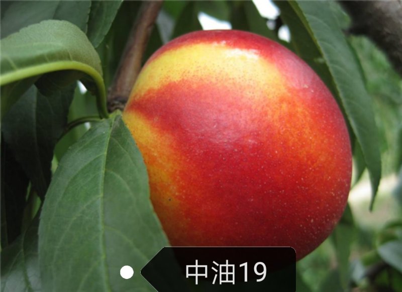 中油19桃树苗【自己家苗圃基地培育的苗子】品种纯正