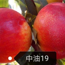 中油19桃树苗【自己家苗圃基地培育的苗子】品种纯正