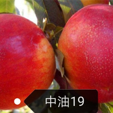 中油19桃树苗【自己家苗圃基地培育的苗子】品种纯正