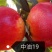 中油19桃树苗【自己家苗圃基地培育的苗子】品种纯正