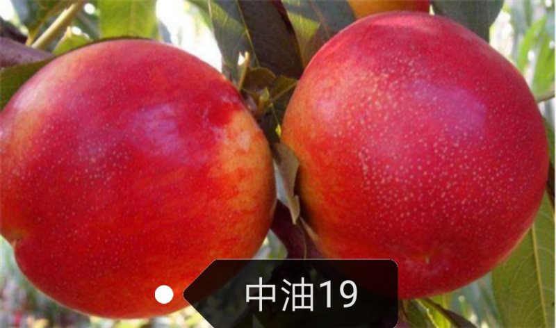 中油19桃树苗【自己家苗圃基地培育的苗子】品种纯正
